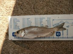mesure de poisson pris au carrelet